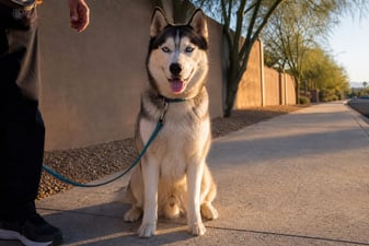 A Husky sits calmly at heel on a sidewalk during a golden hour private training session.