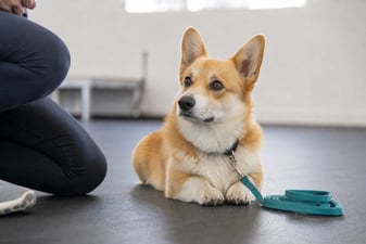 An adult Corgi lies calmly on a rubber training mat inside a bright indoor facility.