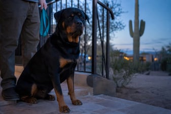 A Rottweiler sits calmly on a front porch beside its handler at dusk.
