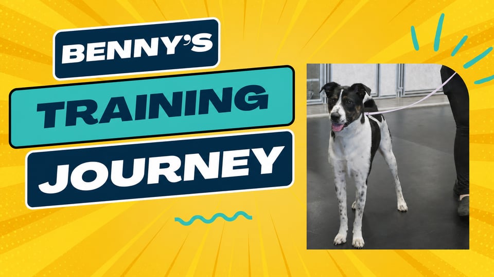 Benny, Border Collie Mix, at Partners Dogs