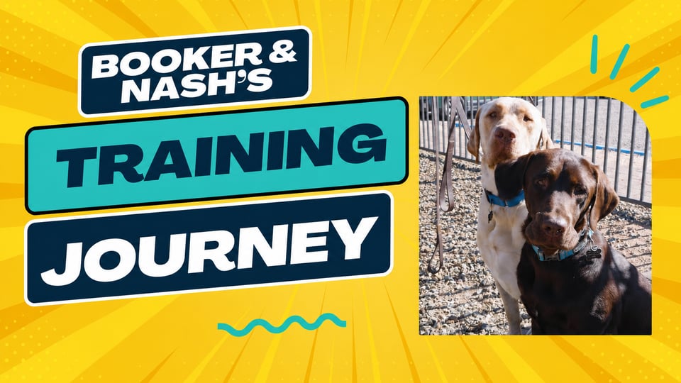 Booker & Nash, Labrador Retriever, at Partners Dogs