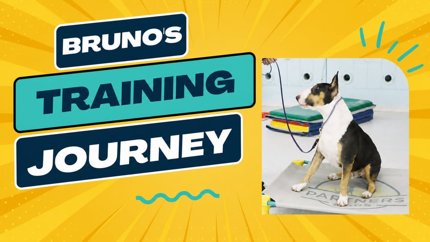 Bruno, Bull Terrier, training at Partners Dogs