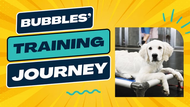 Bubbles, Golden Retriever, training at Partners Dogs