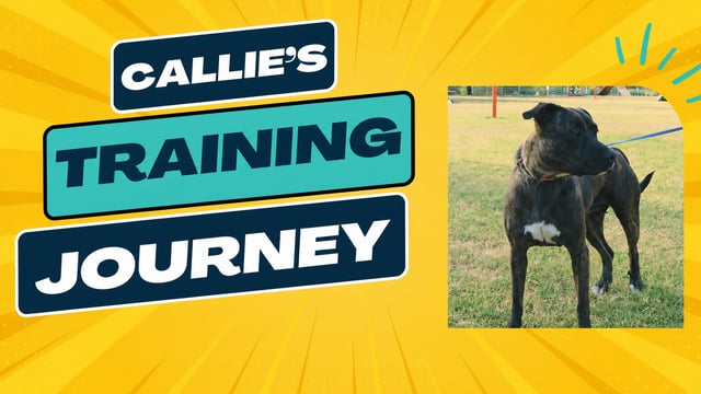 Callie, Pitbull X, training at Partners Dogs