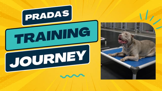 Prada, American Bully, training at Partners Dogs