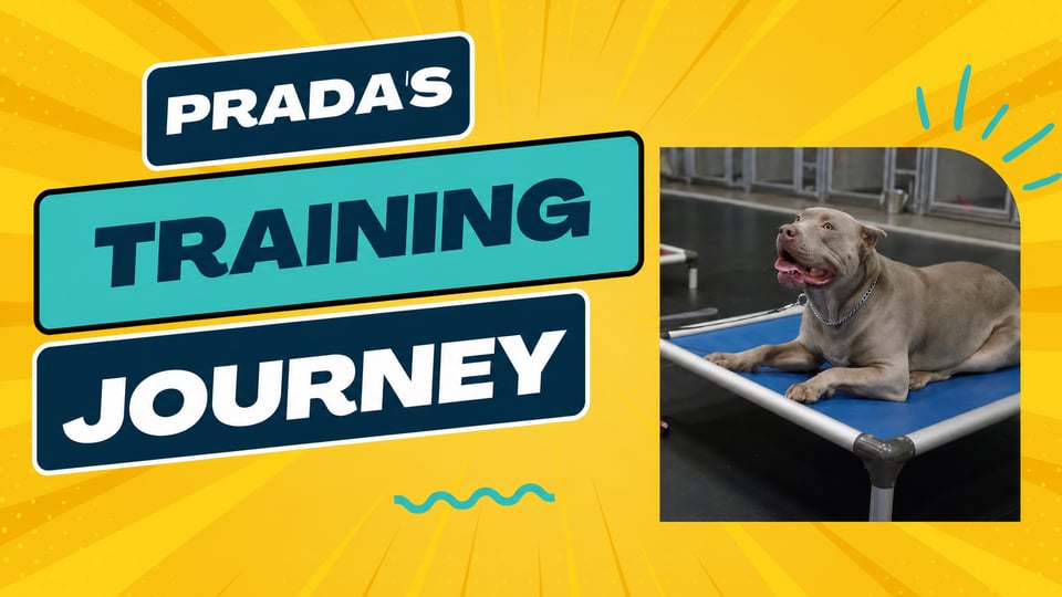 Prada, American Bully, at Partners Dogs