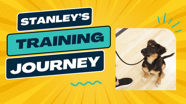 Stanley, Australian Shepherd Mix, training at Partners Dogs