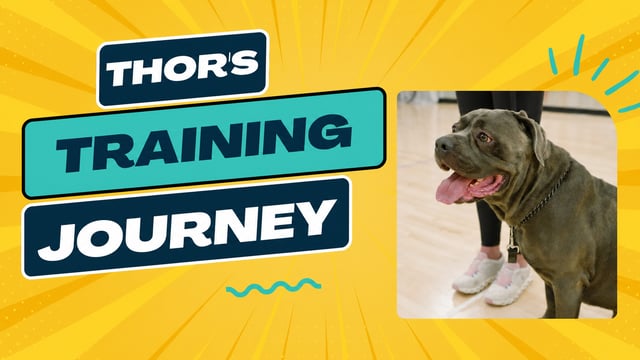Thor, Cane Corso, training at Partners Dogs