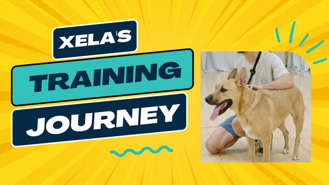 Xela, German Shepherd X, training at Partners Dogs