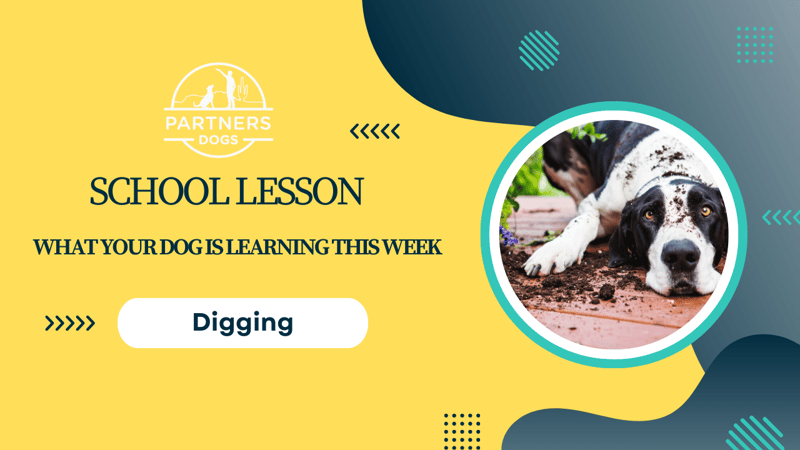 Digging — dog behavior