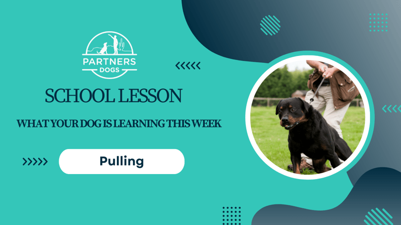 Pulling on Leash — dog behavior