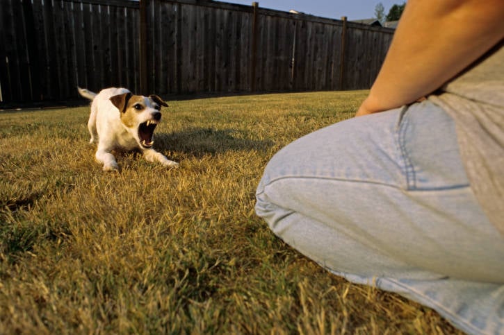 Dog Aggression — dog behavior