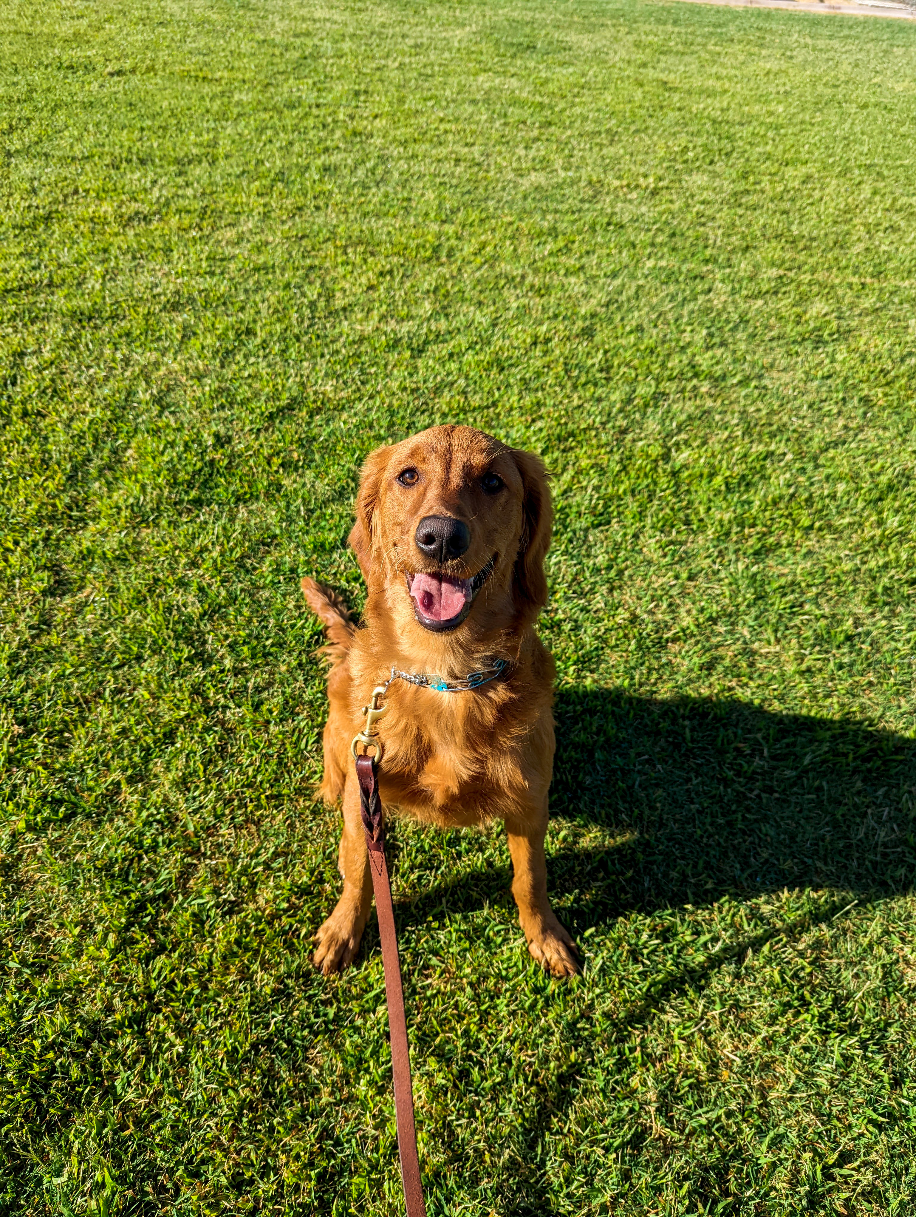 Red retriever sitting attentively on leash, ready to be sent on a search.