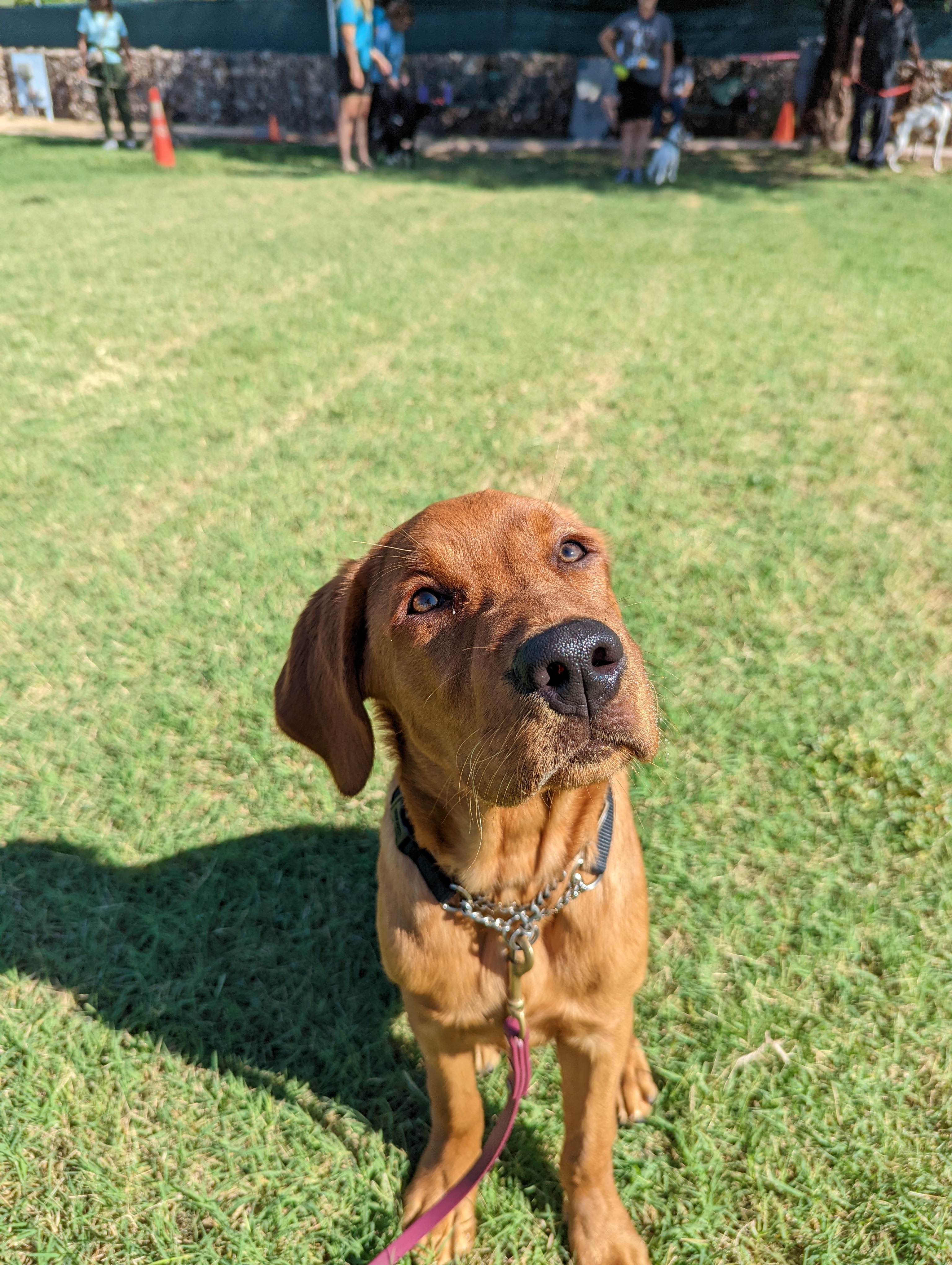 Young fox-red Labrador puppy sitting on a grass field and looking up during a class session.