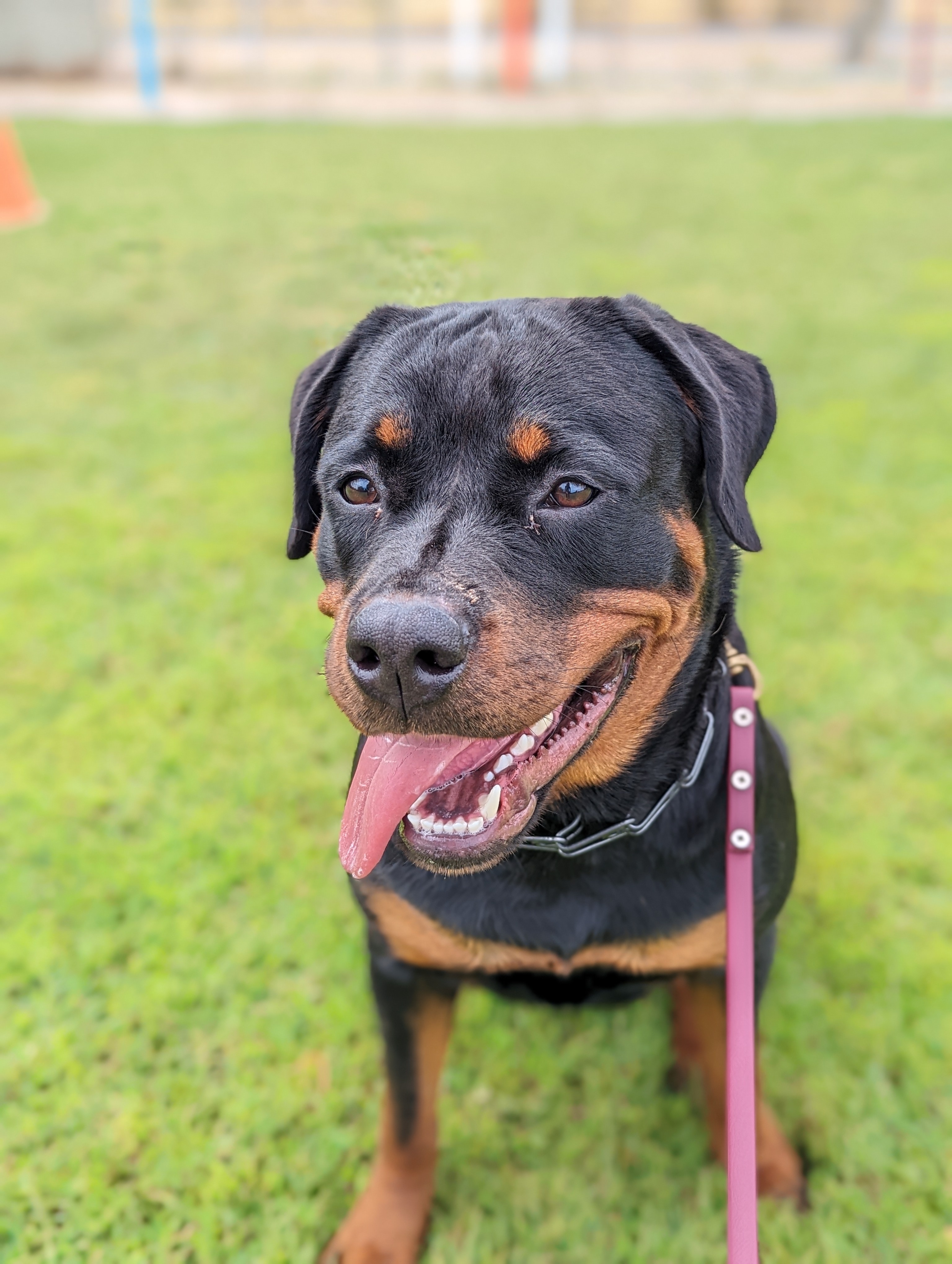 Black-and-tan Rottweiler sitting on grass with a relaxed open mouth, wearing a pink leash.