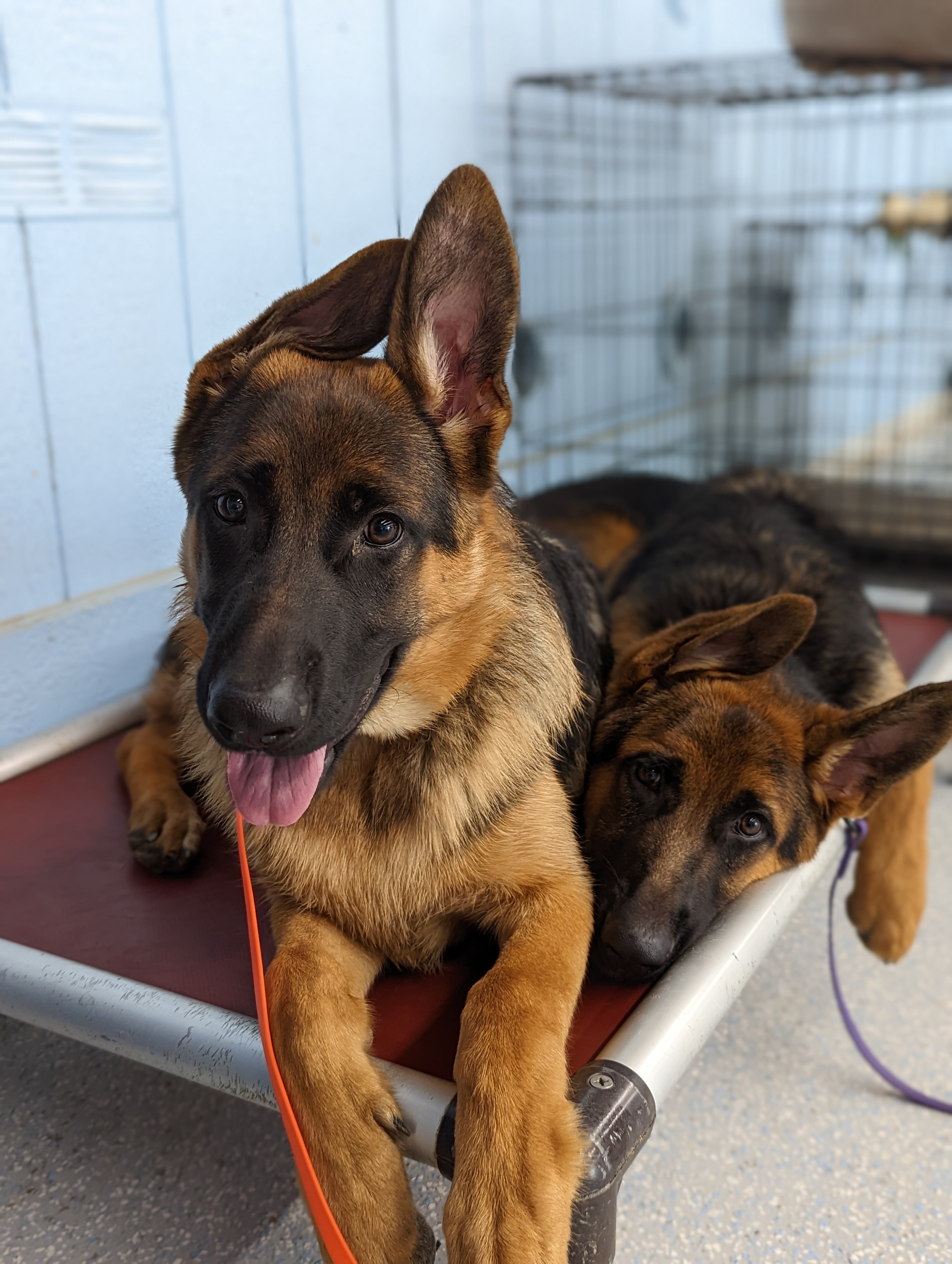 Two German Shepherd puppies resting on a raised cot in an indoor boarding area.