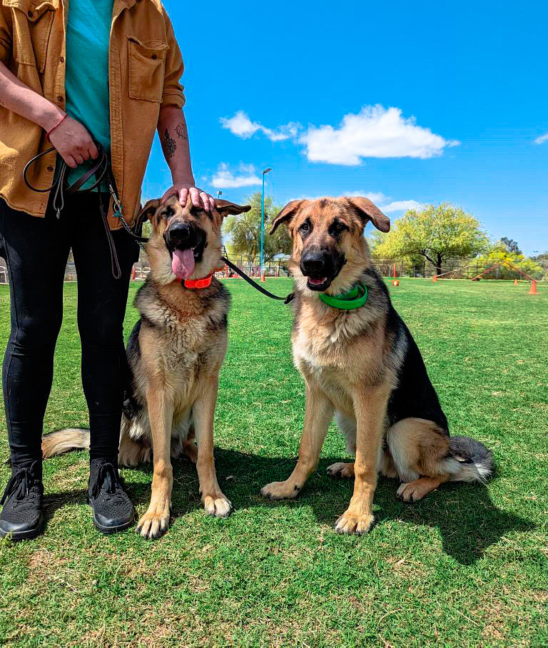 A handler rests a hand on the head of one of two German Shepherds sitting side by side on bright green grass under a blue sky.