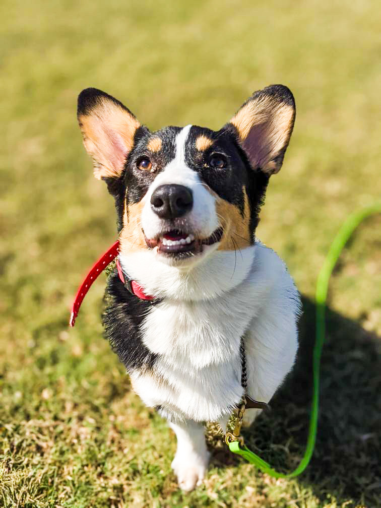 Tri-color Corgi sitting on dry grass in a red collar and green leash, looking up at the camera.