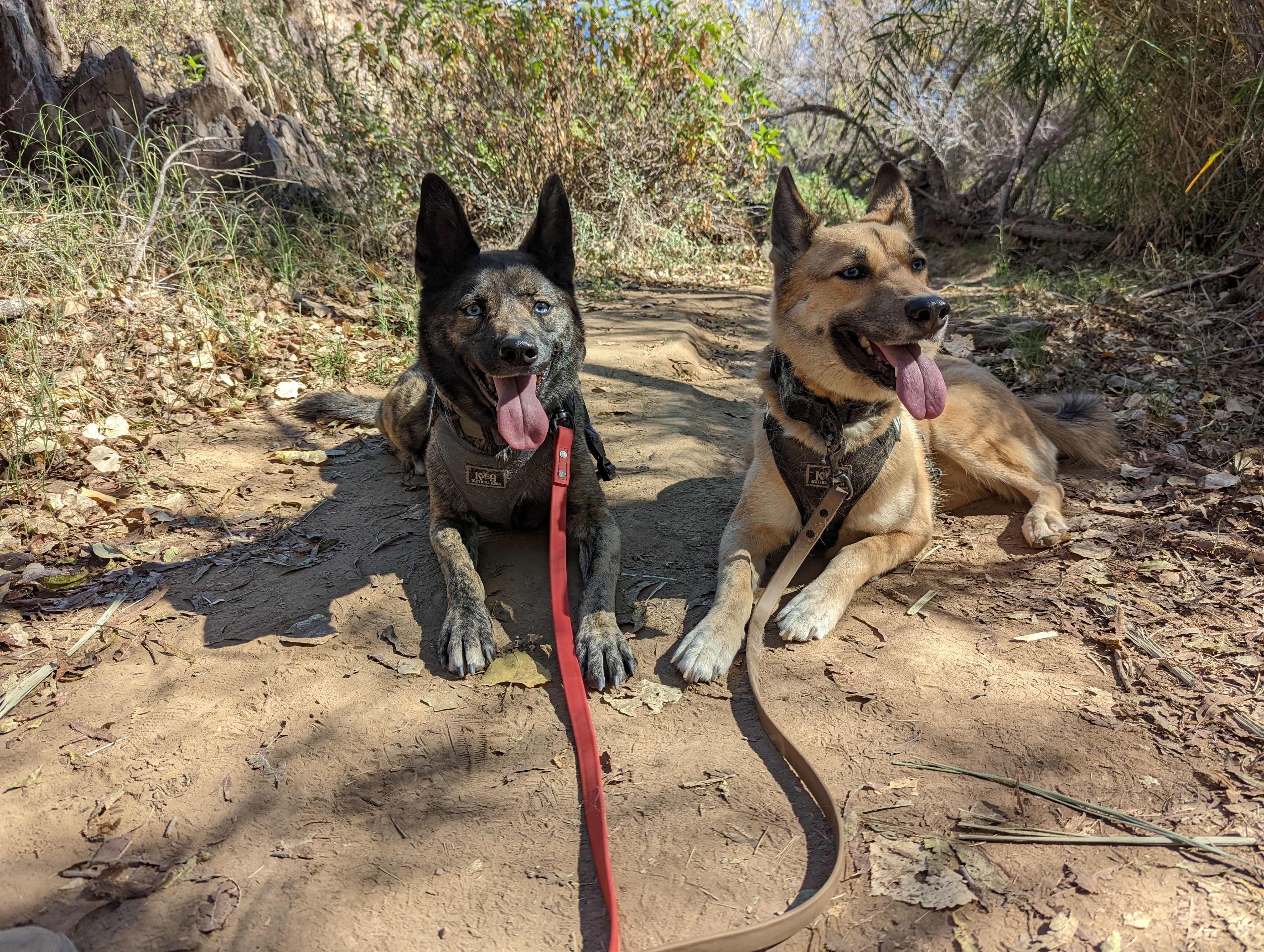 Two harnessed German Shepherds pausing on a desert trail mid-search.
