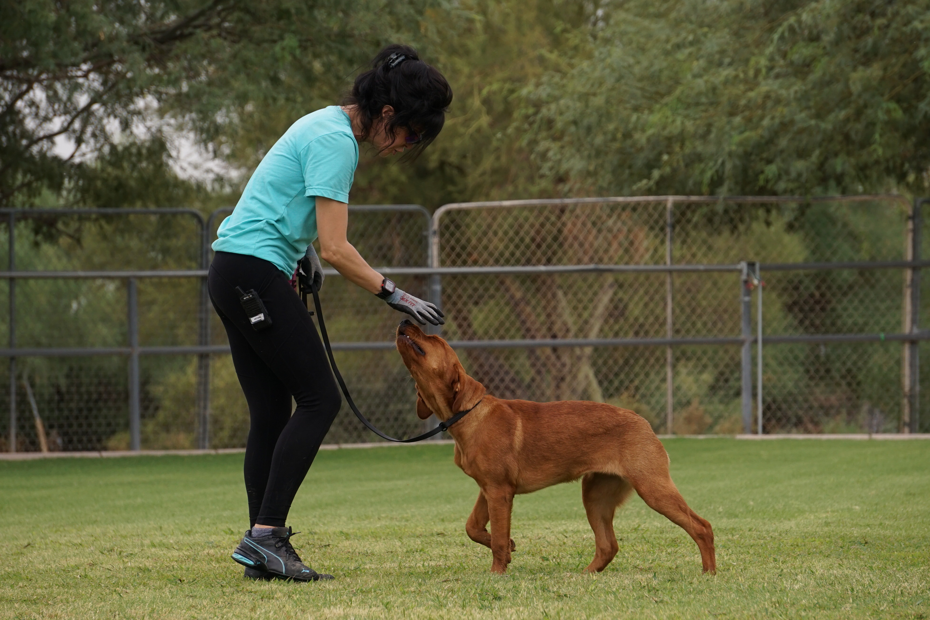 Trainer bending to mark and reward a red Labrador for a correct find on the grass field.