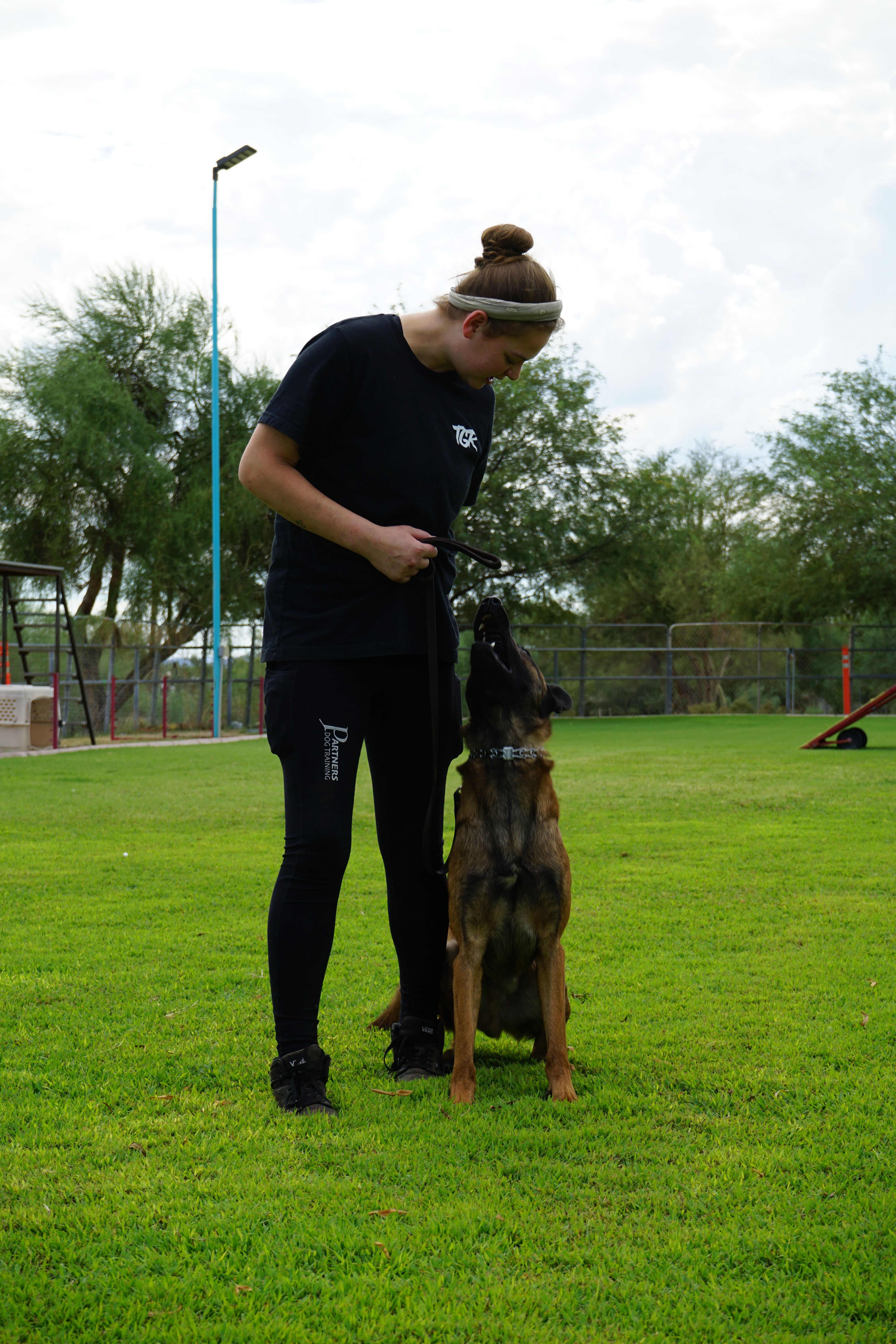 A trainer in black lures a young Belgian Malinois up into a focused sit on the outdoor grass field, holding the reward at chest height while the dog locks onto her.
