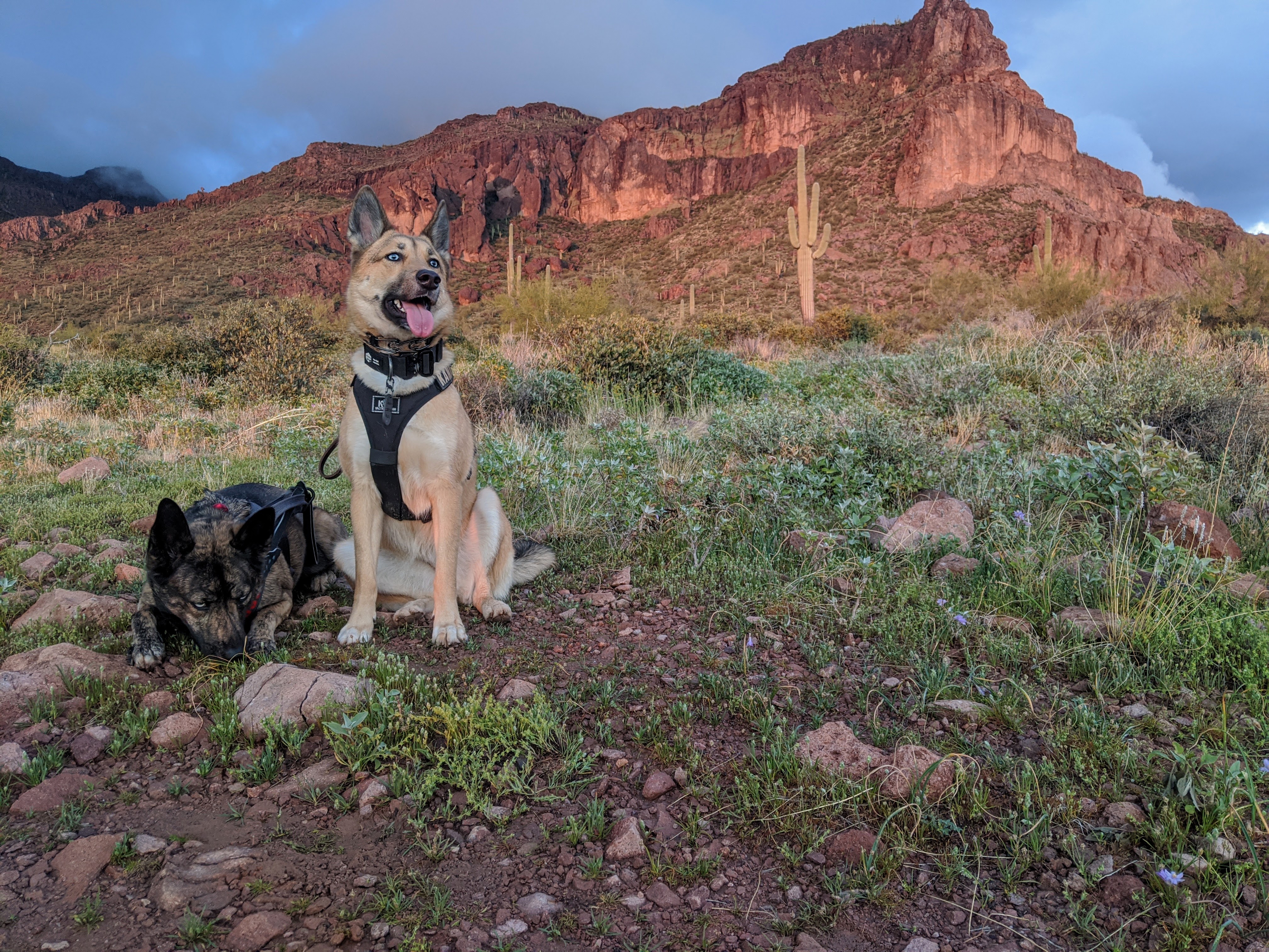 Two harnessed dogs working a desert trail with red-rock mountains and saguaro cacti behind.
