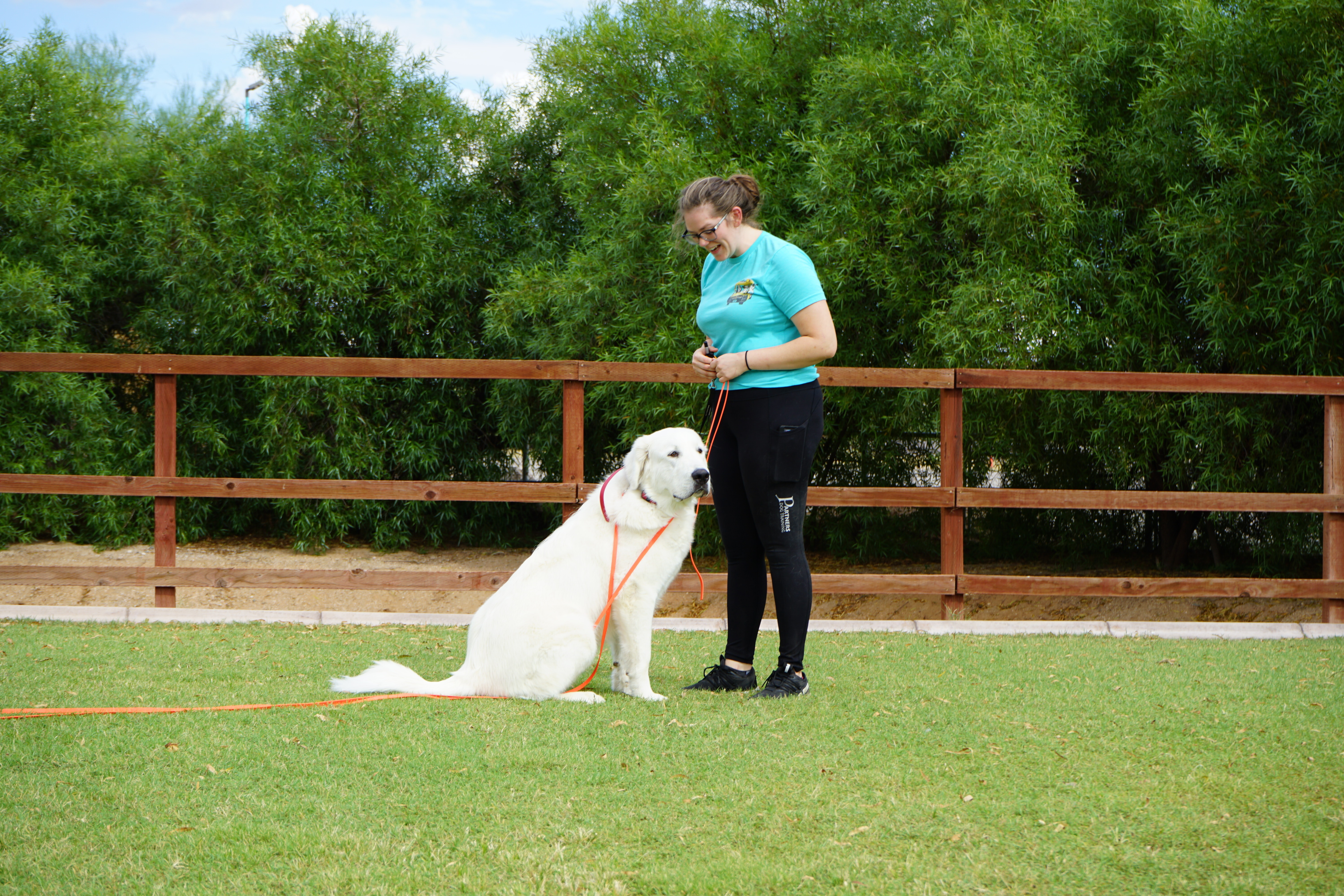 White Great Pyrenees sitting calmly on an orange leash beside a handler near a wooden post-and-rail fence.