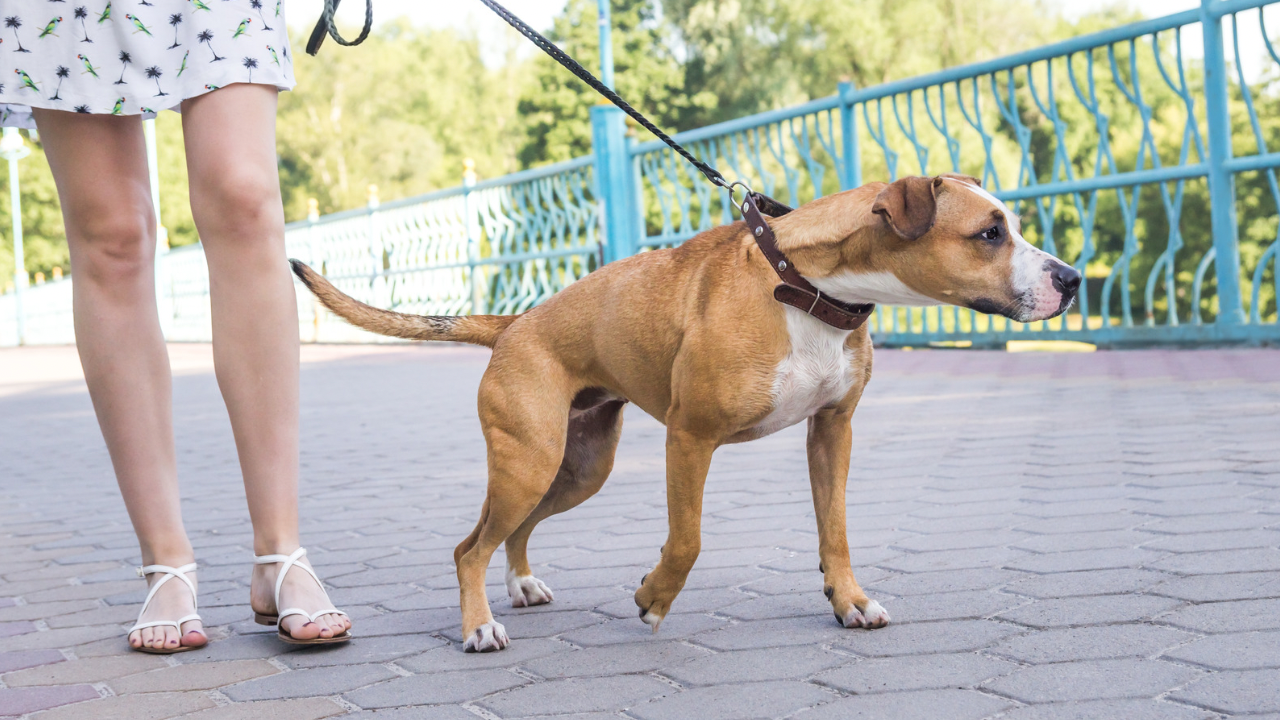 Dog and handler practicing precise heel — Rally-style coordination
