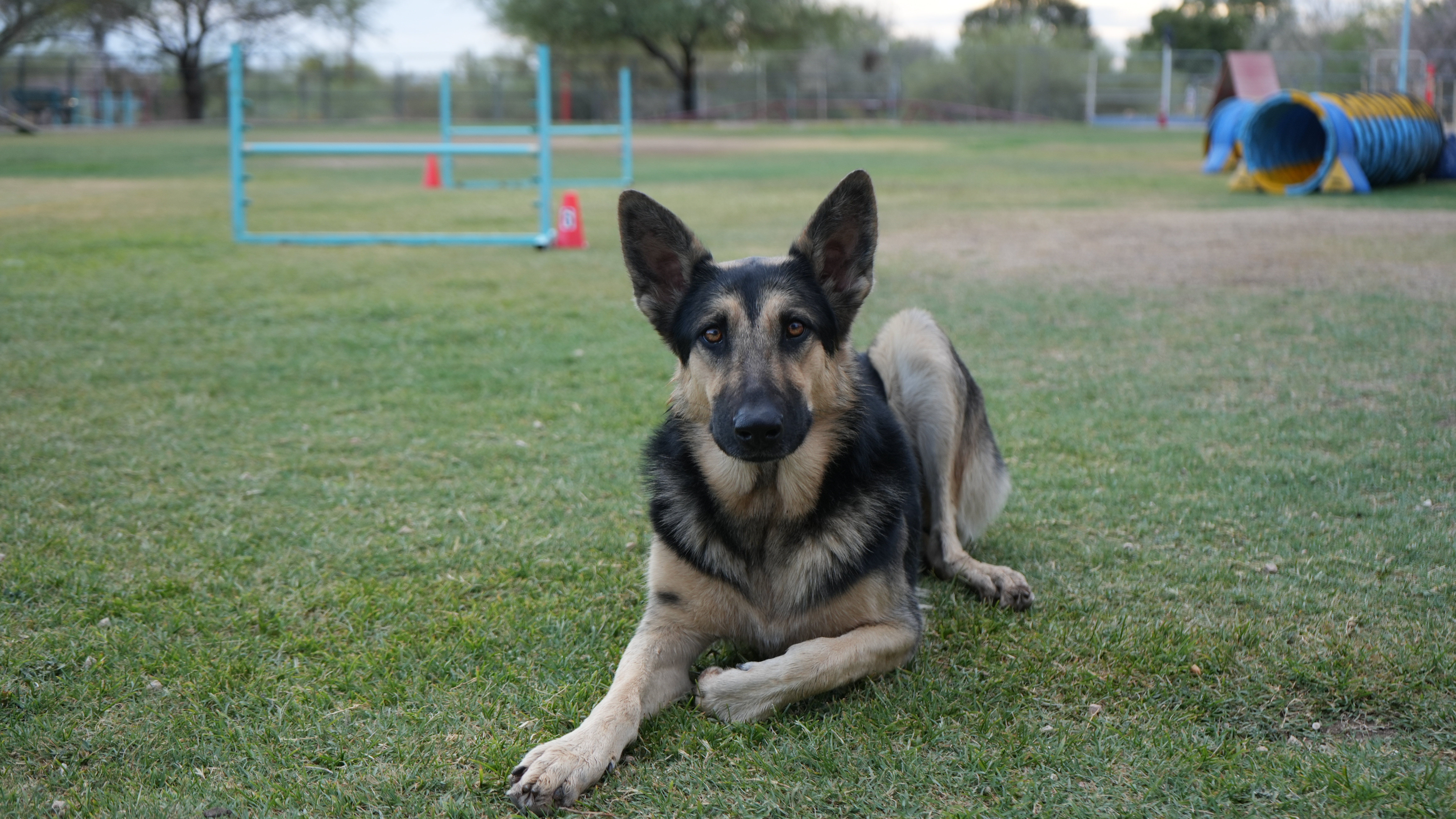 An alert German Shepherd on the agility field at Partners Dogs.