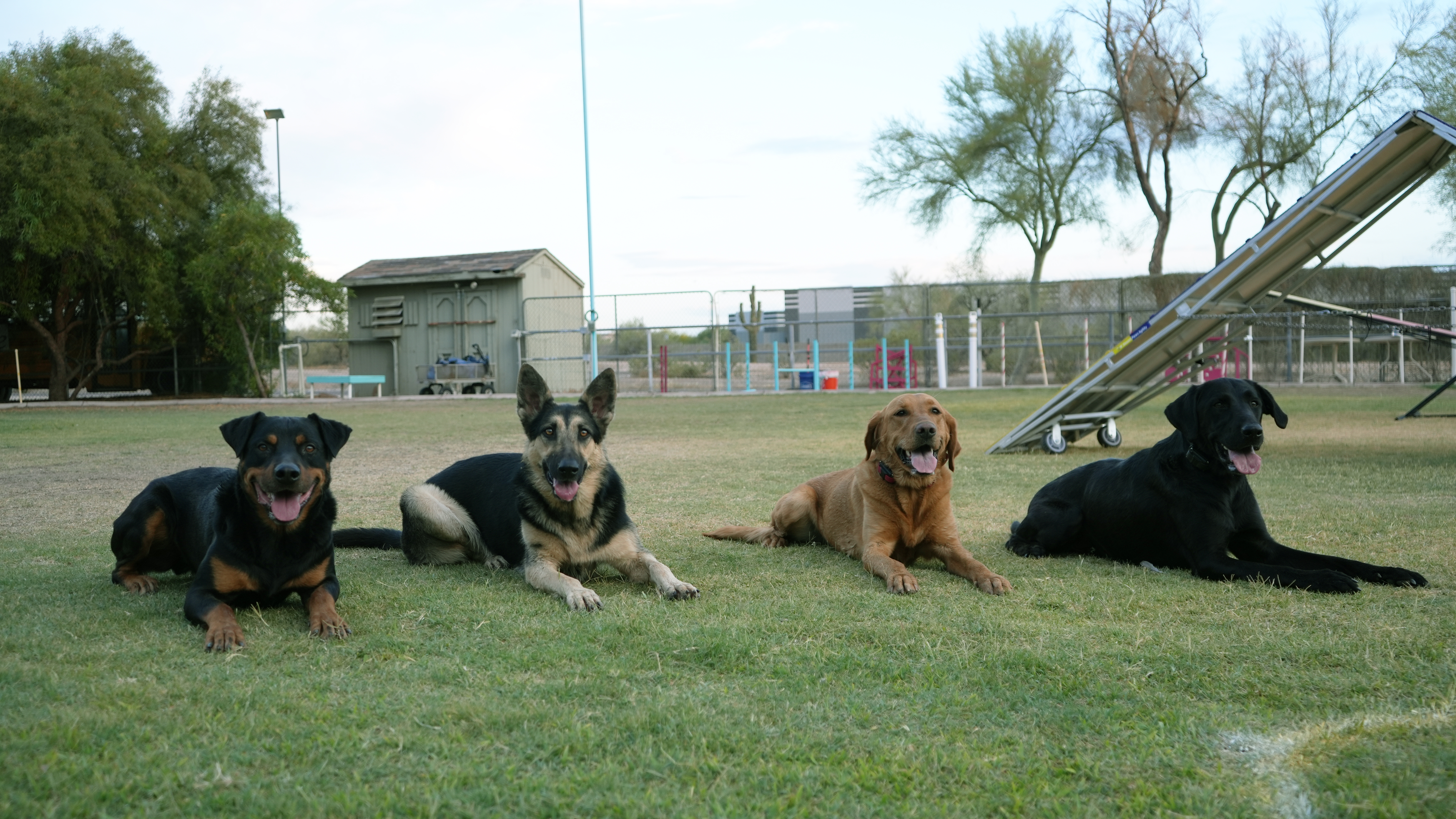 A row of dogs holding a calm down-stay together on the grass at the Partners Cave Creek field
