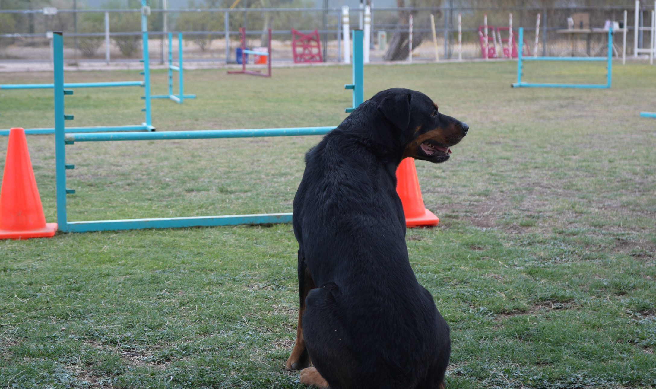 The outdoor desert agility field at Cave Creek set with blue jumps and weave poles as a dog works the course.