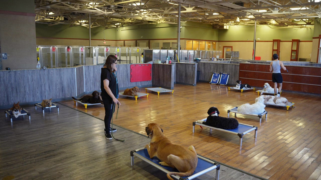 Dogs in trainer-supervised group play at Partners