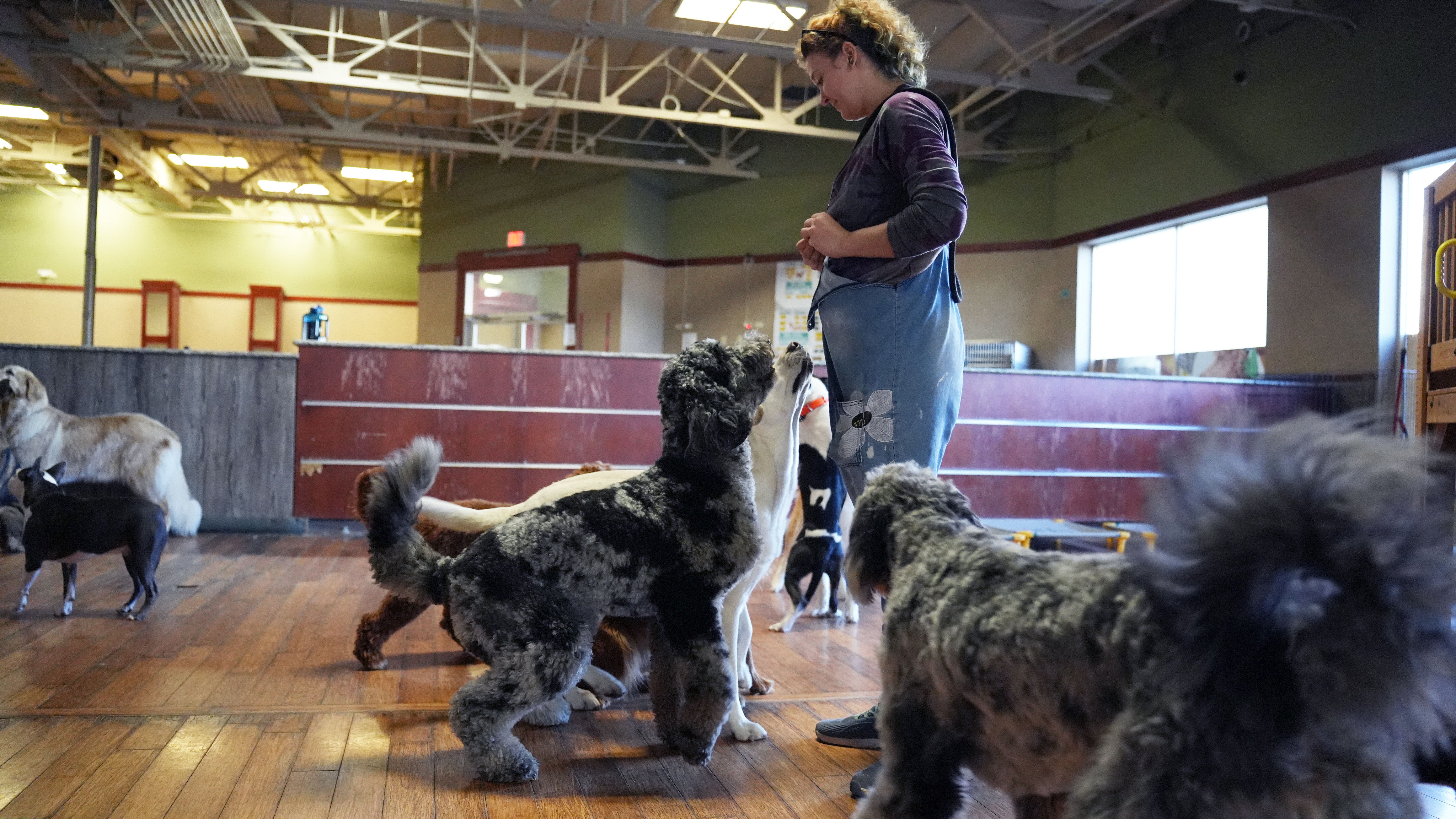 A group training class at the Partners Dogs Cave Creek campus near Desert Hills