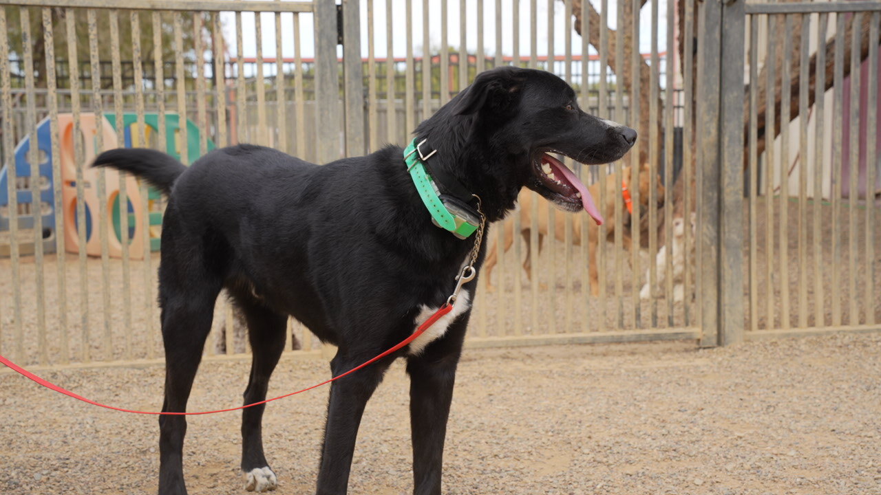 A relaxed black Labrador in the Cave Creek yard, ready for holiday boarding