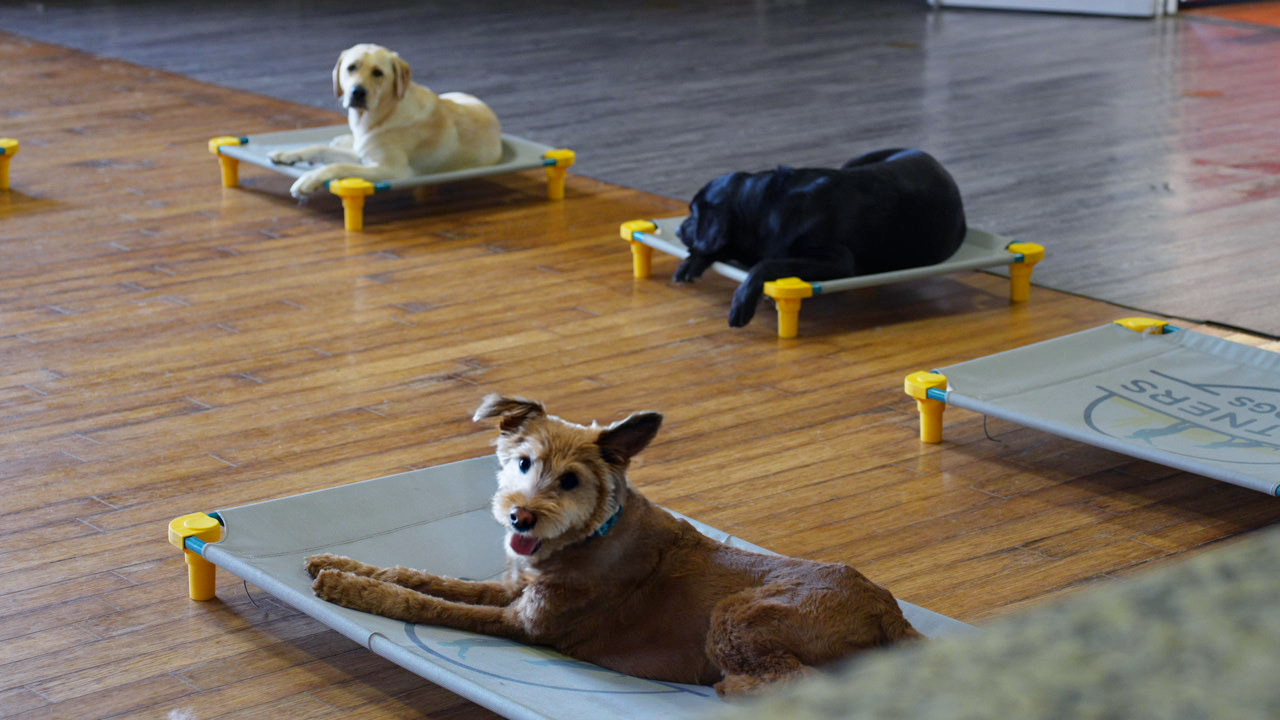 Two dogs hold place on elevated cots indoors with yellow markers, practicing calm impulse control during the day.