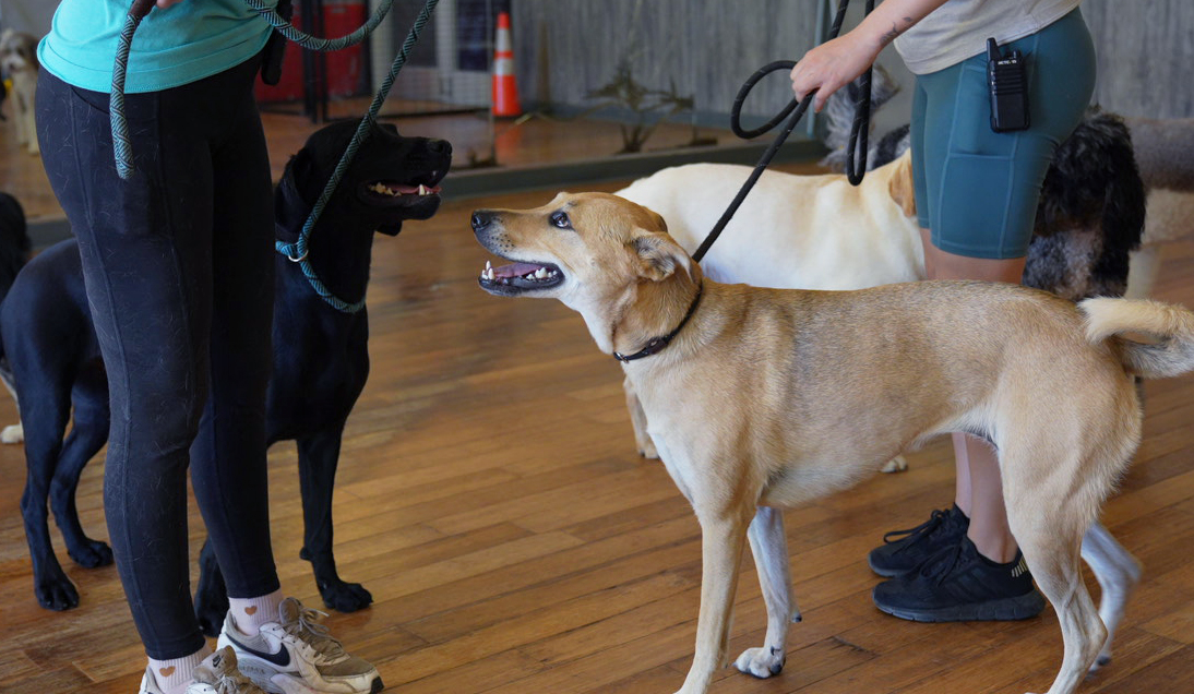 Two handlers working leashed dogs calmly past each other on the Partners indoor training floor