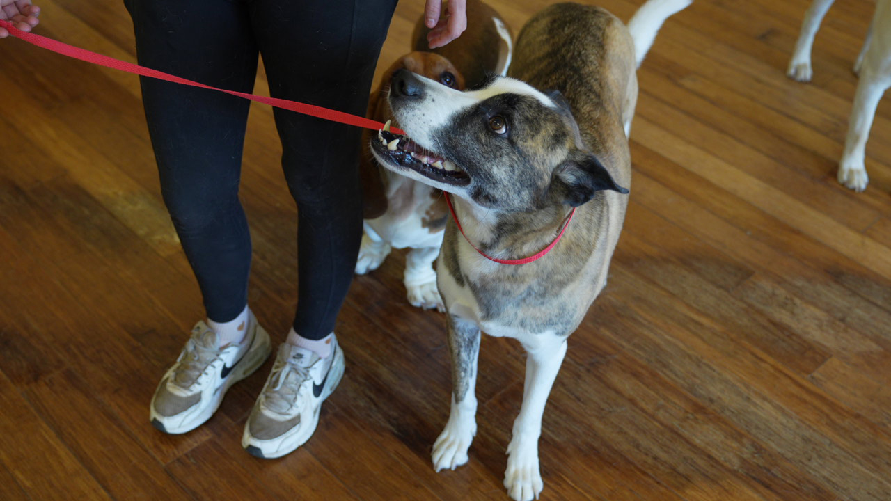 A dog on leash at Partners Dogs.