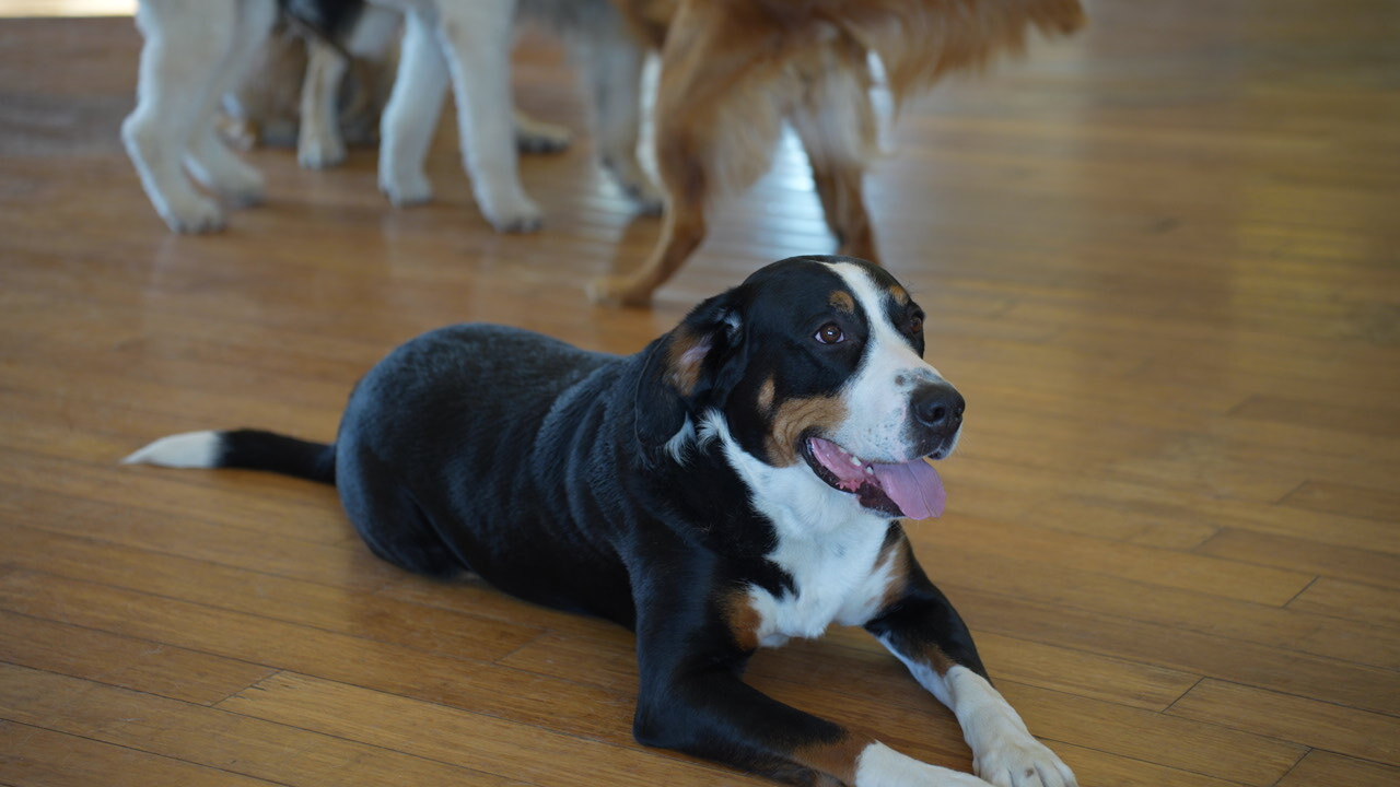 A Greater Swiss Mountain Dog lies down relaxed and happy indoors, the calmer dog a referred owner gets back.