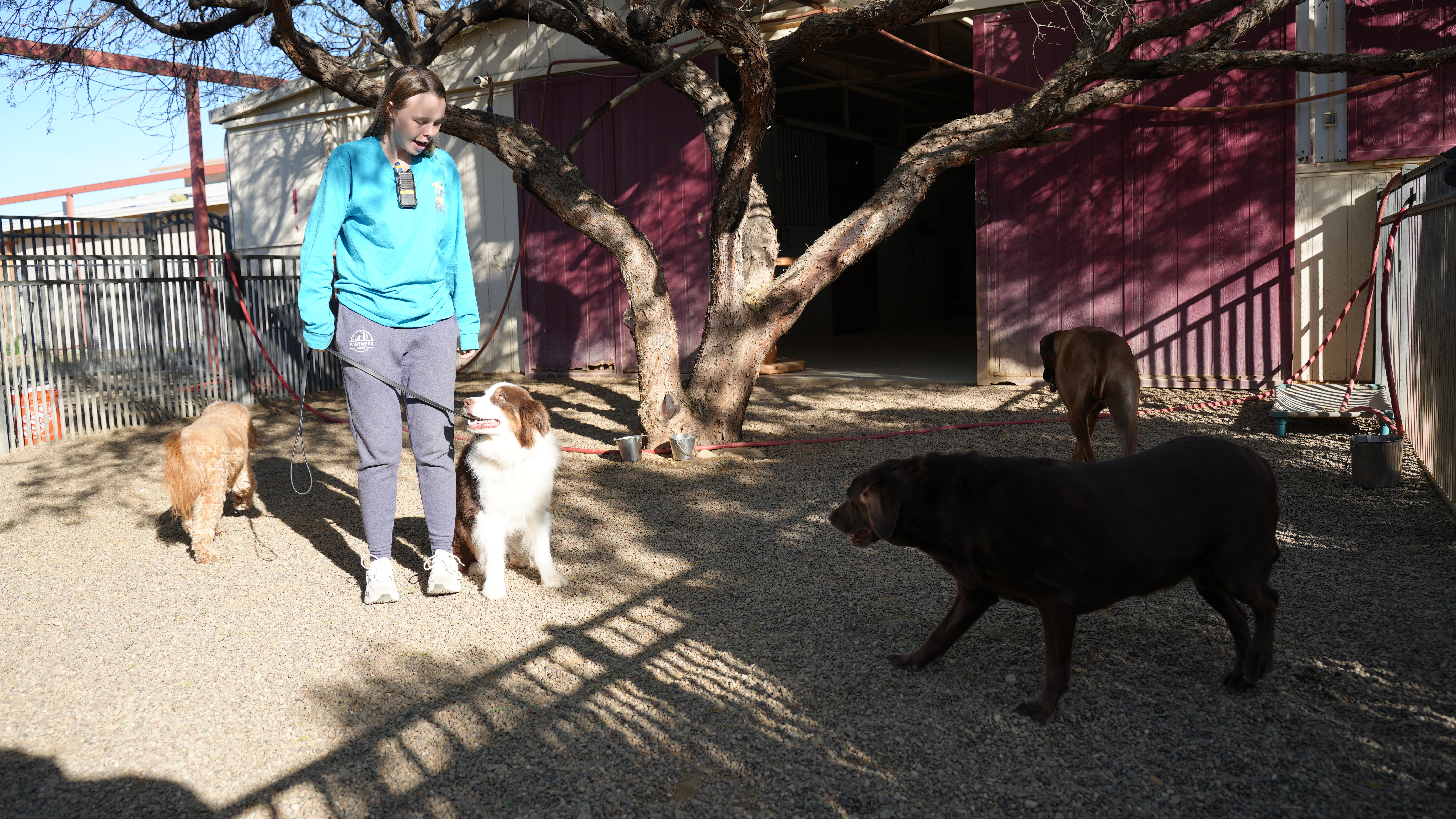 A staff member in a teal jacket stands in the Cave Creek gravel play yard surrounded by several dogs on a sunny day.