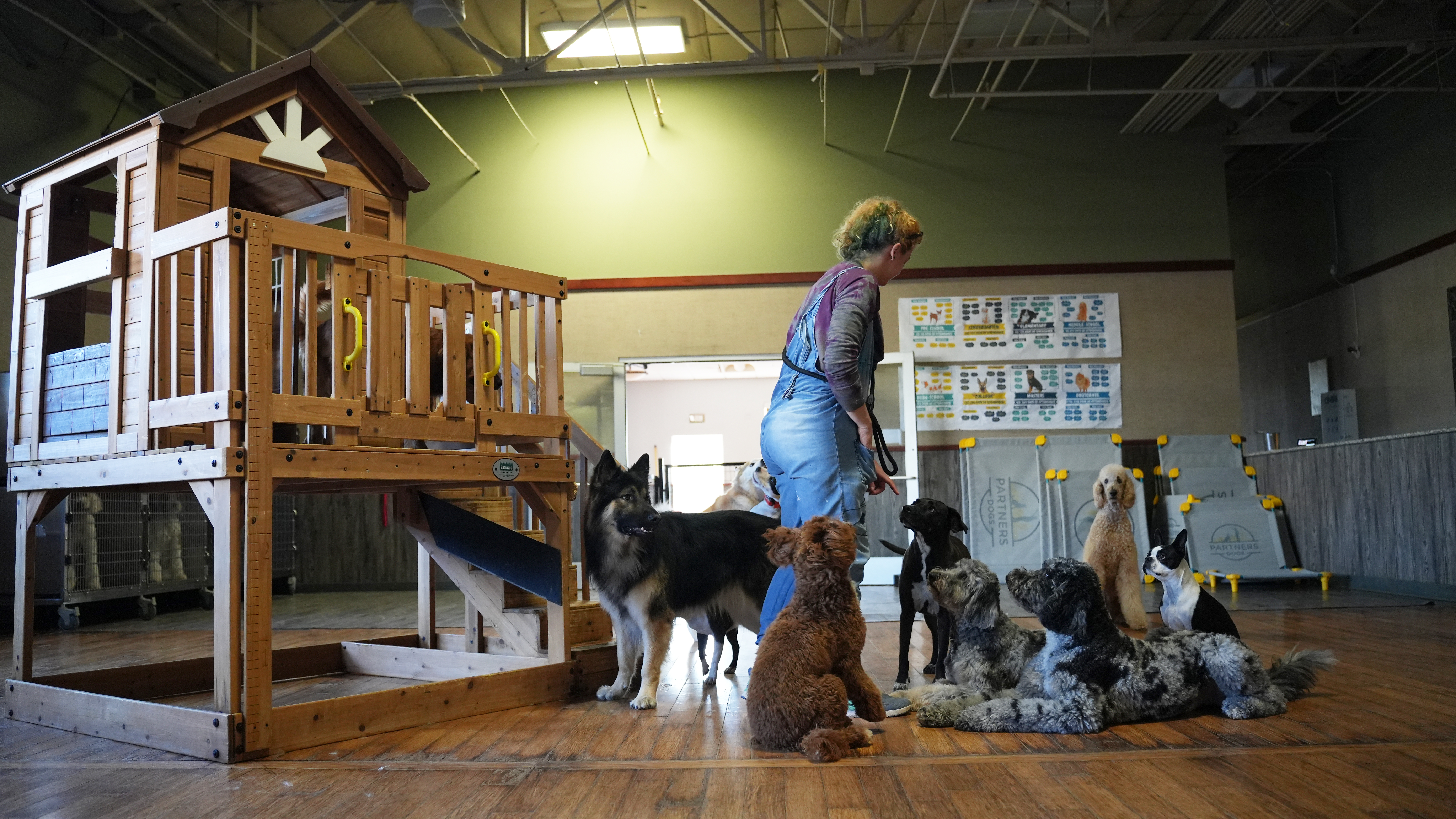 A staff member supervises a large group of dogs in the bright indoor Scottsdale daycare playroom set up with play structures.