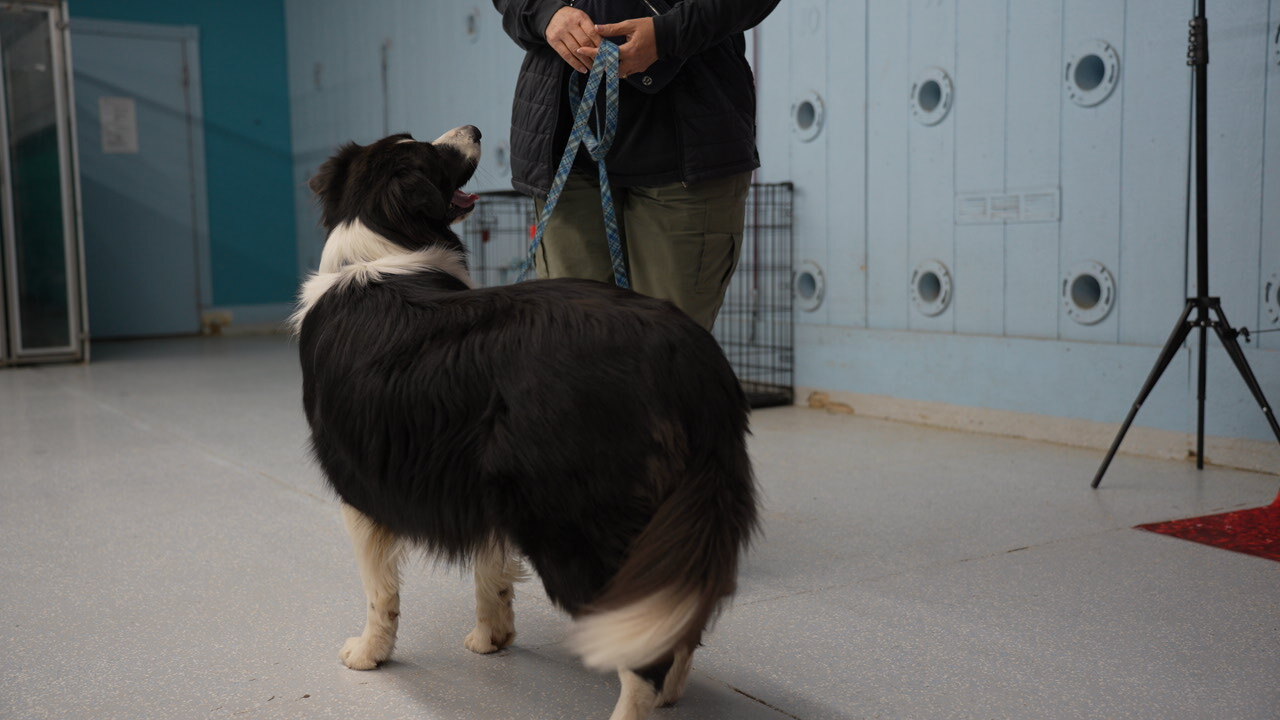 A black flat-coated dog stands on leash indoors with its handler behind and kennels in view, working a behavior case.