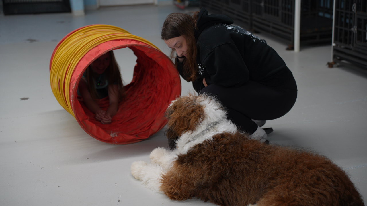 A trainer kneels to guide a brown-and-white doodle through a red agility tunnel indoors at Cave Creek.