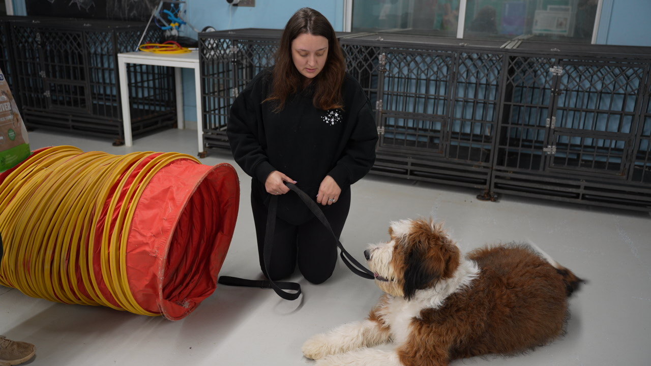 A trainer kneels on the indoor Cave Creek floor with a brown-and-white doodle near a red agility tunnel.