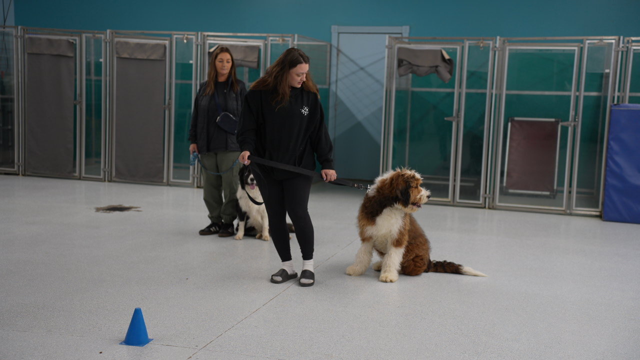 Handlers practicing controlled manners with two dogs at Partners Dogs.