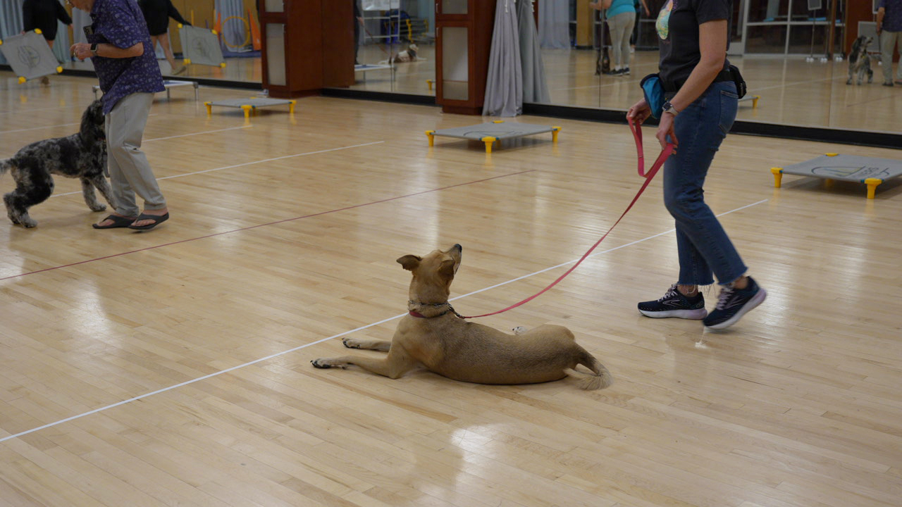 Australian Shepherd holding a down-stay during an indoor class at Partners Dogs
