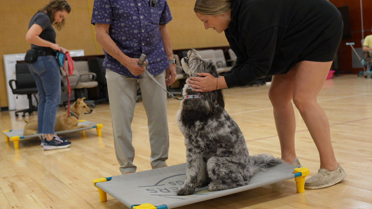 A smiling trainer guides a grey-and-white doodle on a low place cot during a group class while its owner holds the leash.