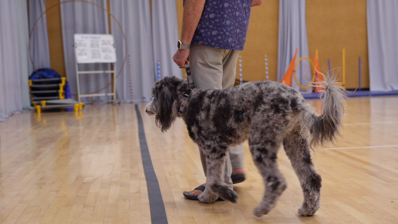 Doodle heeling on a loose leash beside its owner on the indoor training floor