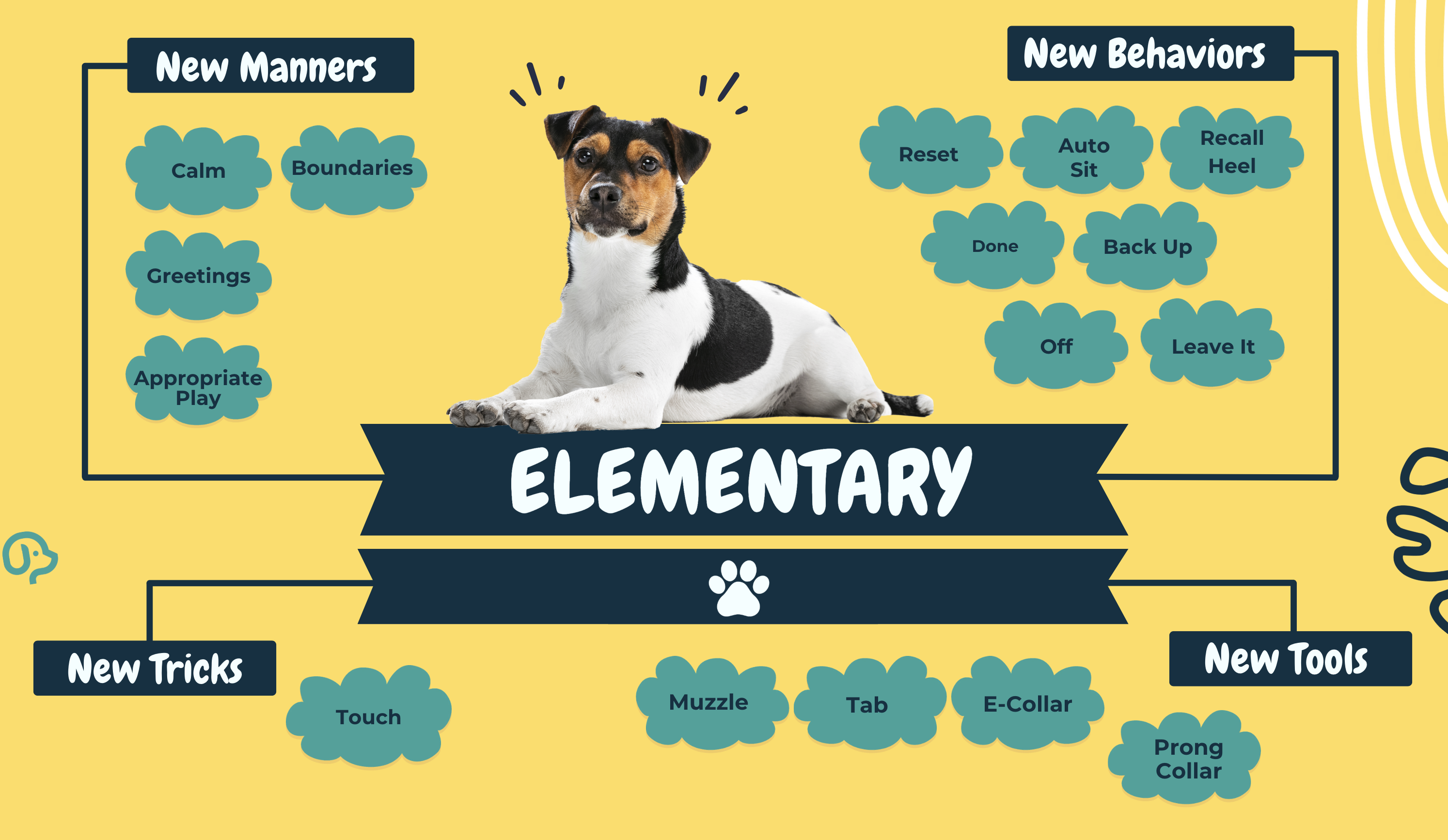 Dog practicing a focused heel on leash
