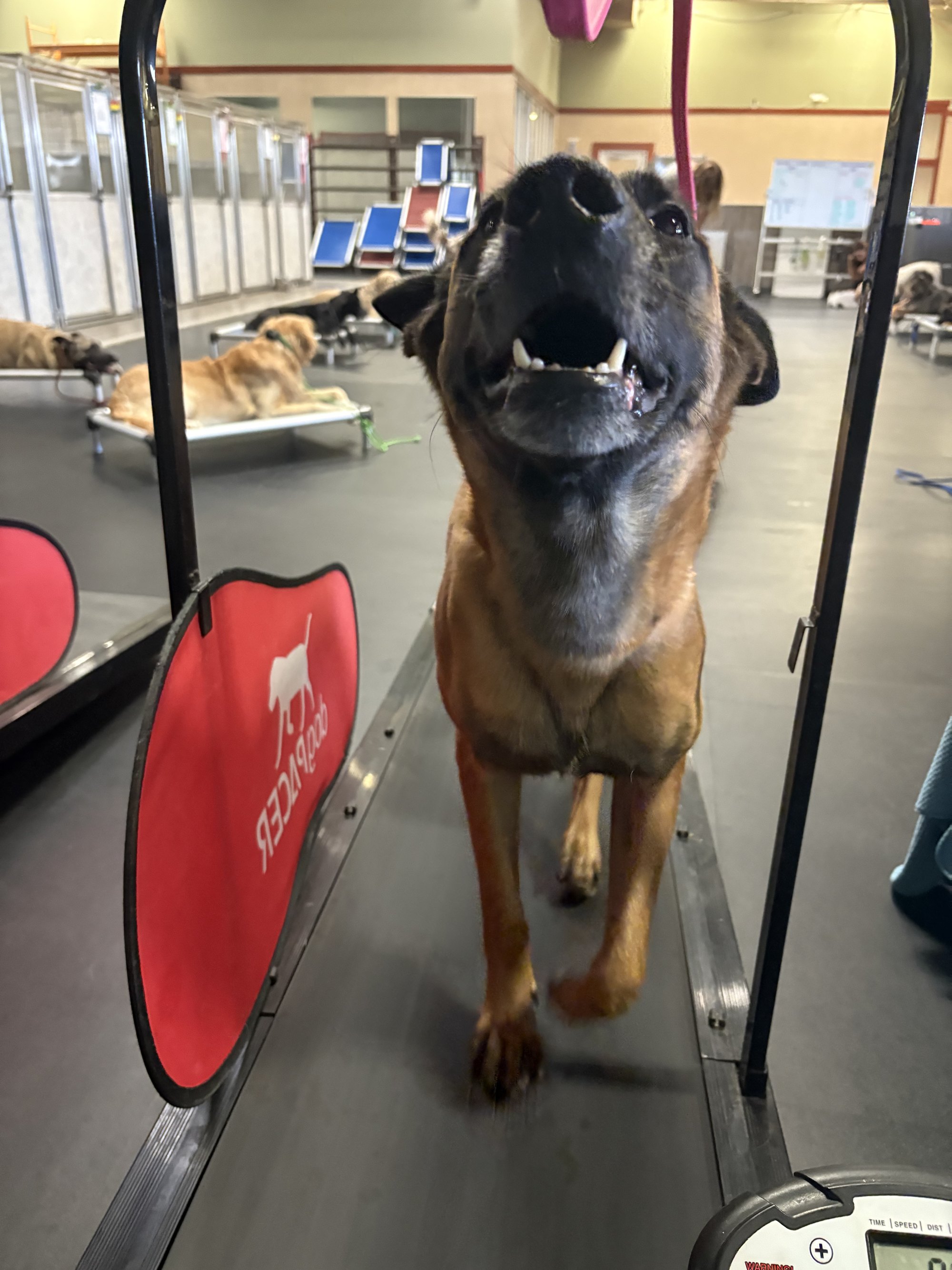 A dog on the Pacer treadmill during a trainer-guided conditioning session