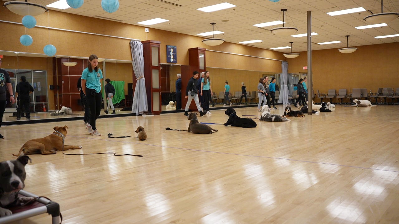 A Partners graduate working calmly off-leash with a trainer